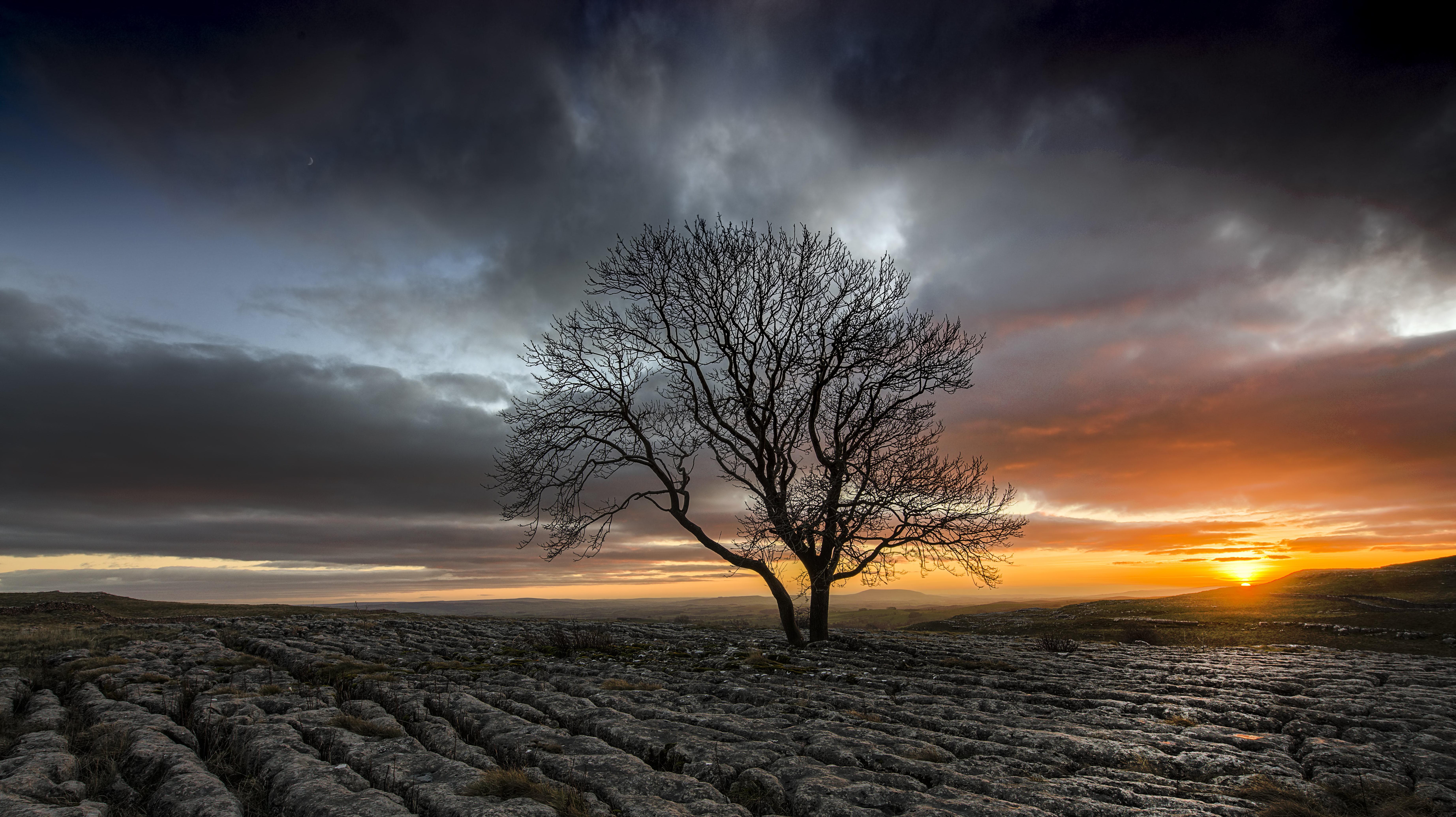 Ein einzelner großer Baum links auf einem Feld bei Sonnenuntergang